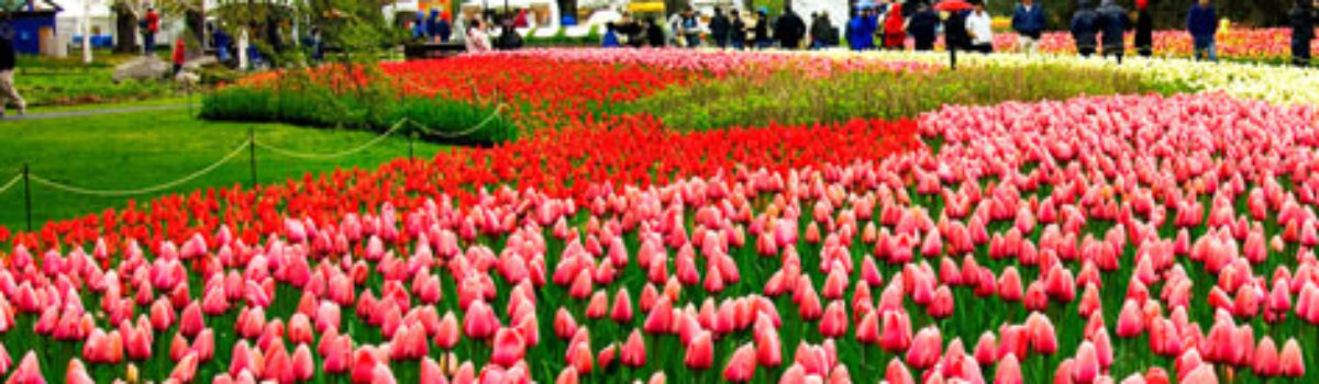 Gearing up for the Tulip Festival In Woodburn Oregon
